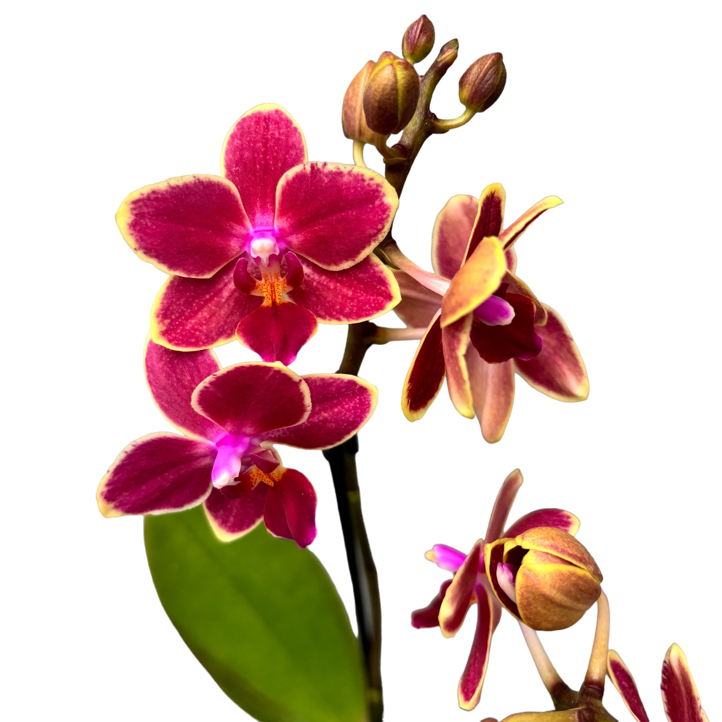 Phalaenopsis Kyra *duftend