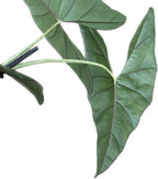 Alocasia princeps 'Purple Cloak'