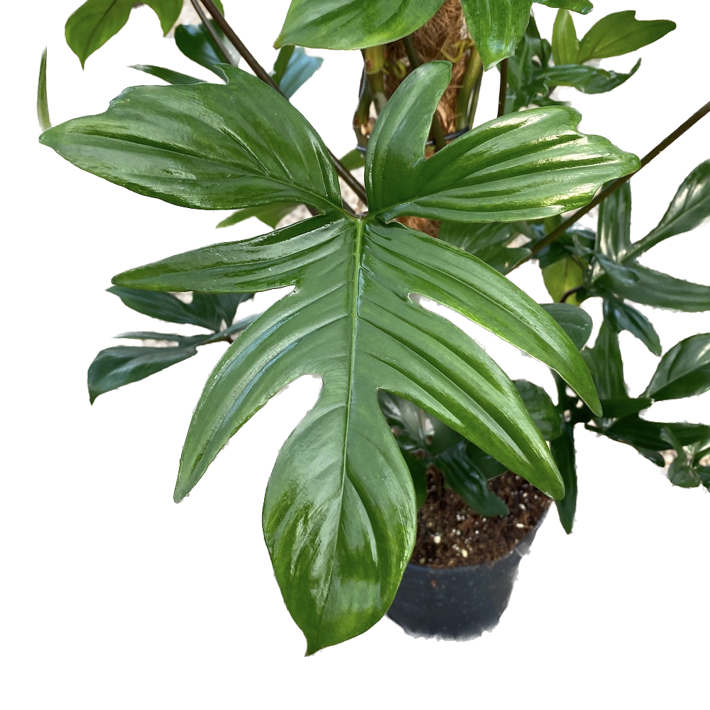 philodendron laciniatum araceae Filodendro Pedatum (Laciniatum) H140