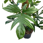 Philodendron Pedatum (Laciniatum) H140 - 4pp