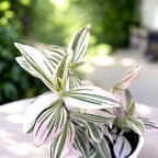 Tradescantia « Unicorn » - plante retombante avec feuillage pastel, aux nuances magiques