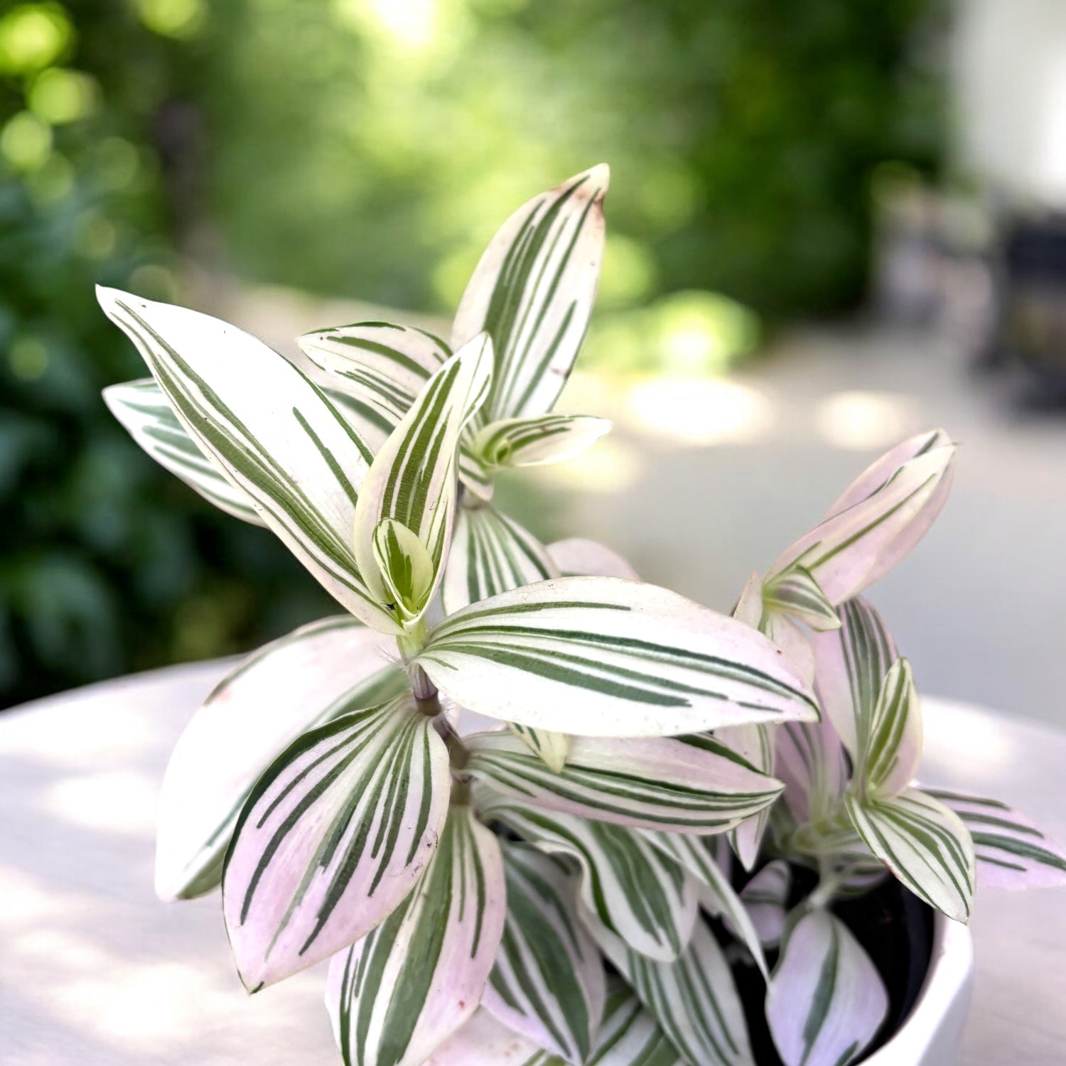 Tradescantia ‘Unicorn’ - planta curgatoare cu frunzis pastelat, in nuante magice