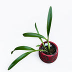 Myrmecophila thomsoniana (Laelia thomsoniana)