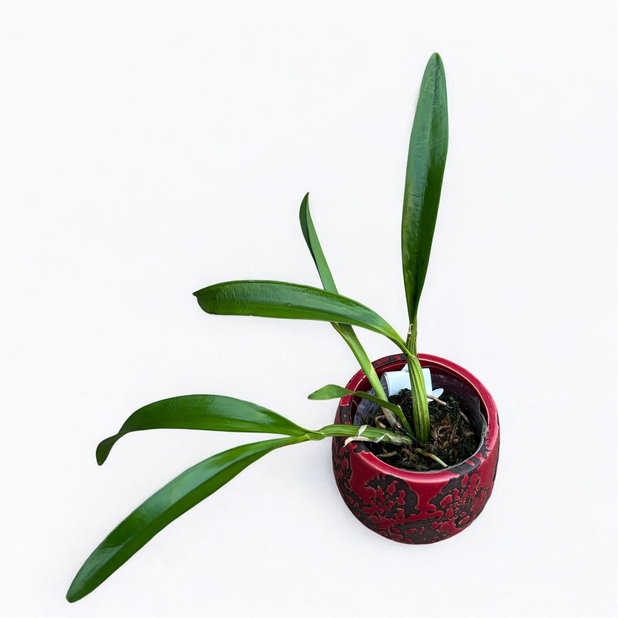 Myrmecophila thomsoniana (Laelia thomsoniana)