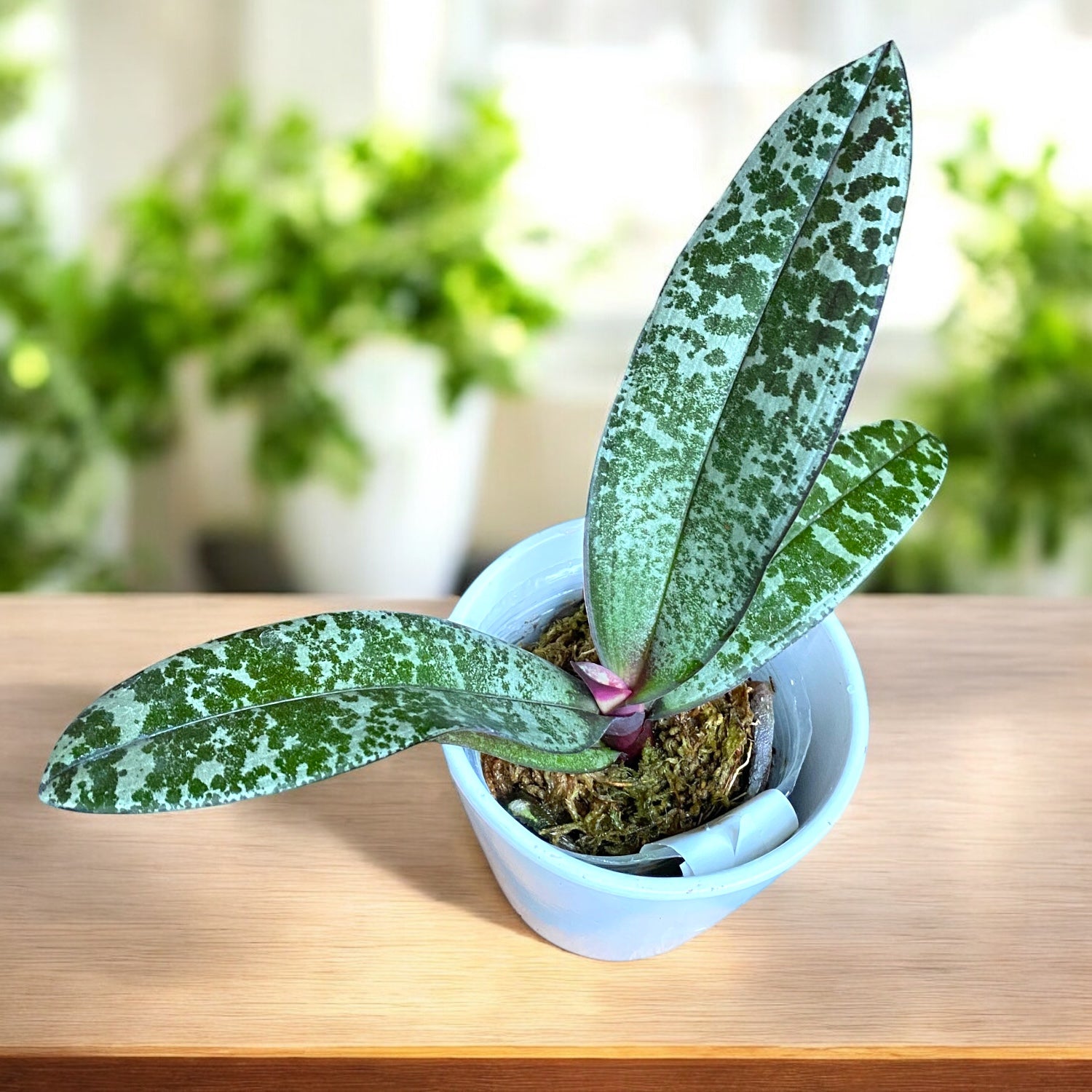 Phalaenopsis schilleriana 'TKB' *profumata