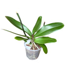 Phalaenopsis Florious mix - XXL bloem (+12cm)