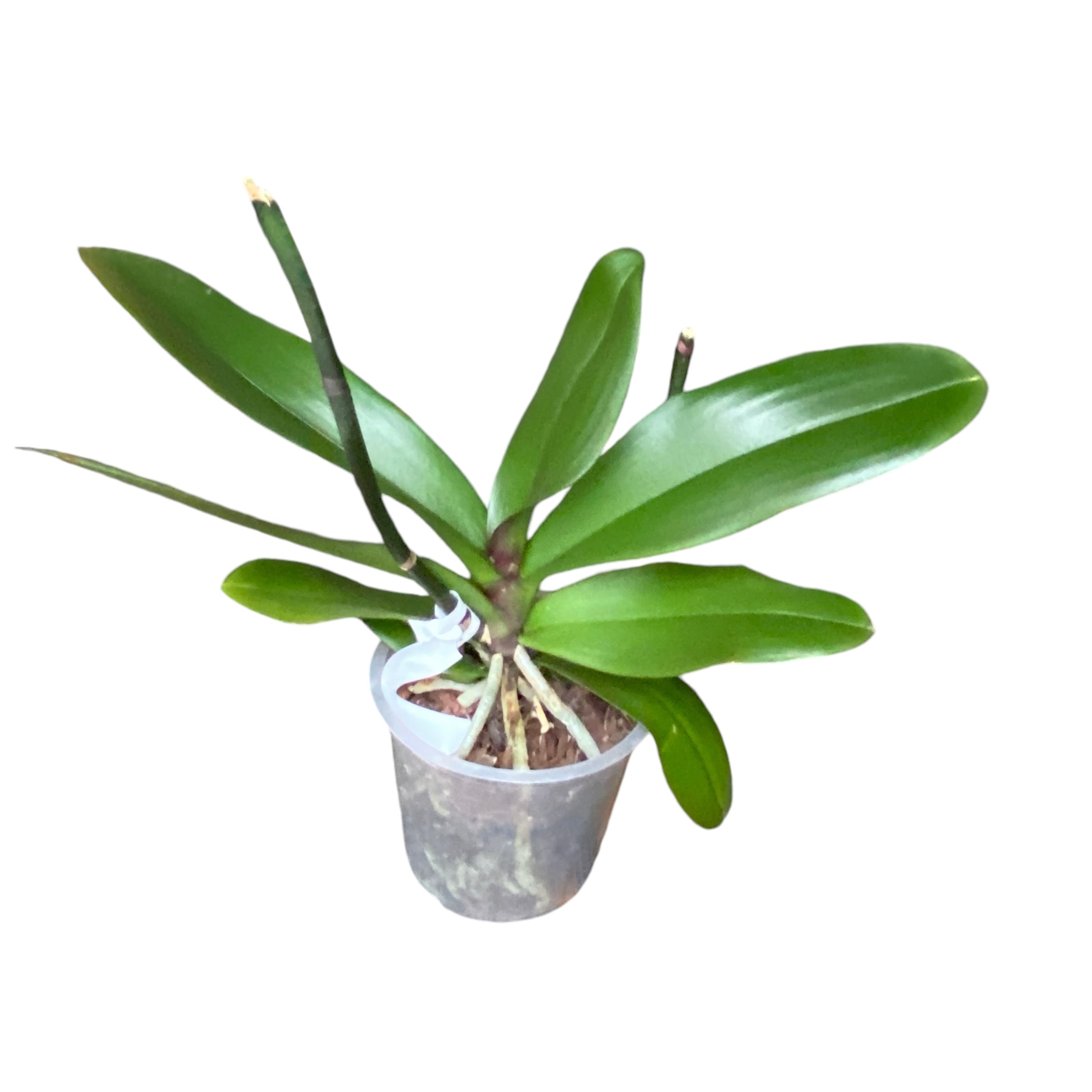 Phalaenopsis Florious mix  - floarea XXL (+12cm)
