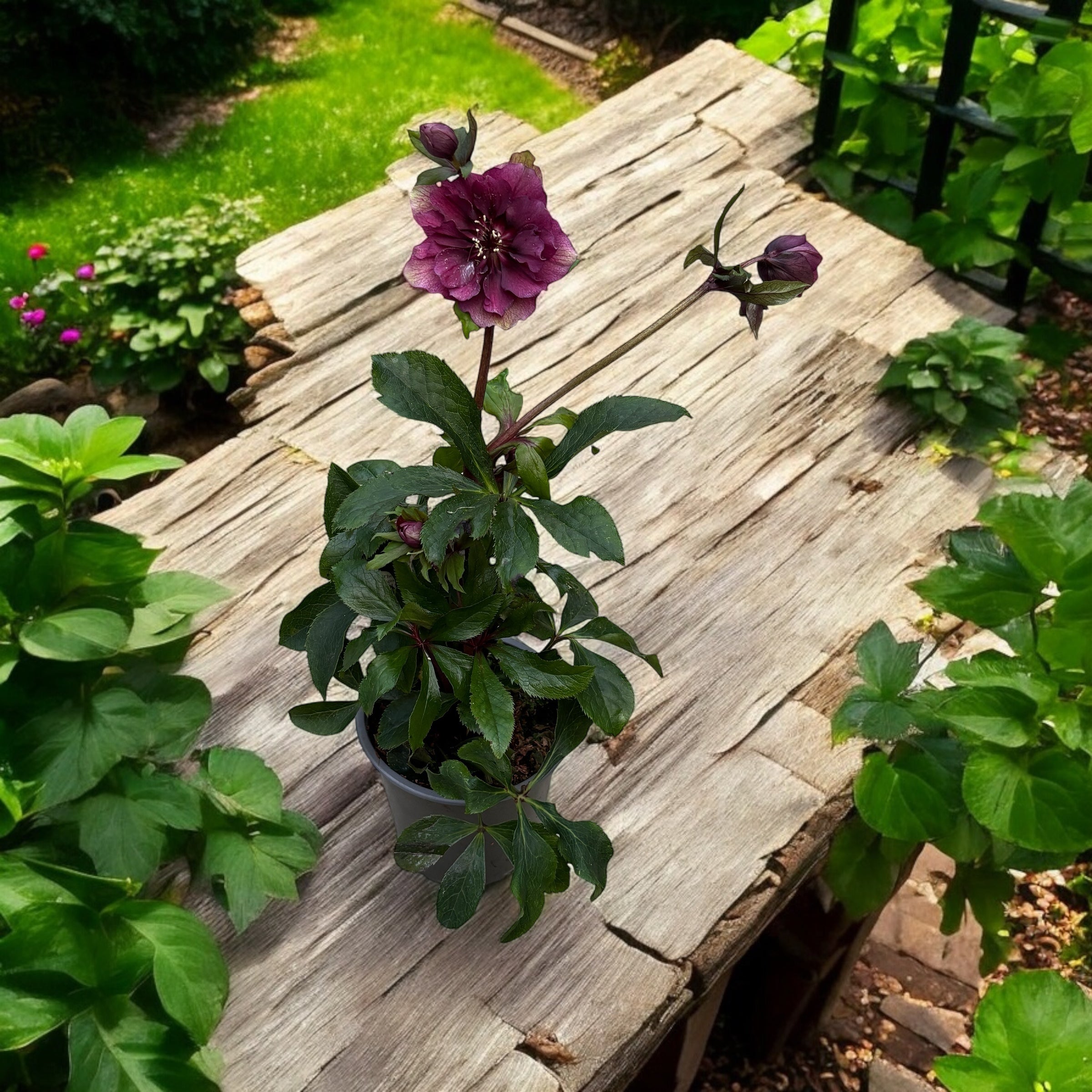 Helleborus orientalis ‘Double Ellen Red’ (Spanz cu flori duble)