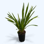 Cymbidium Argiro (curgator)