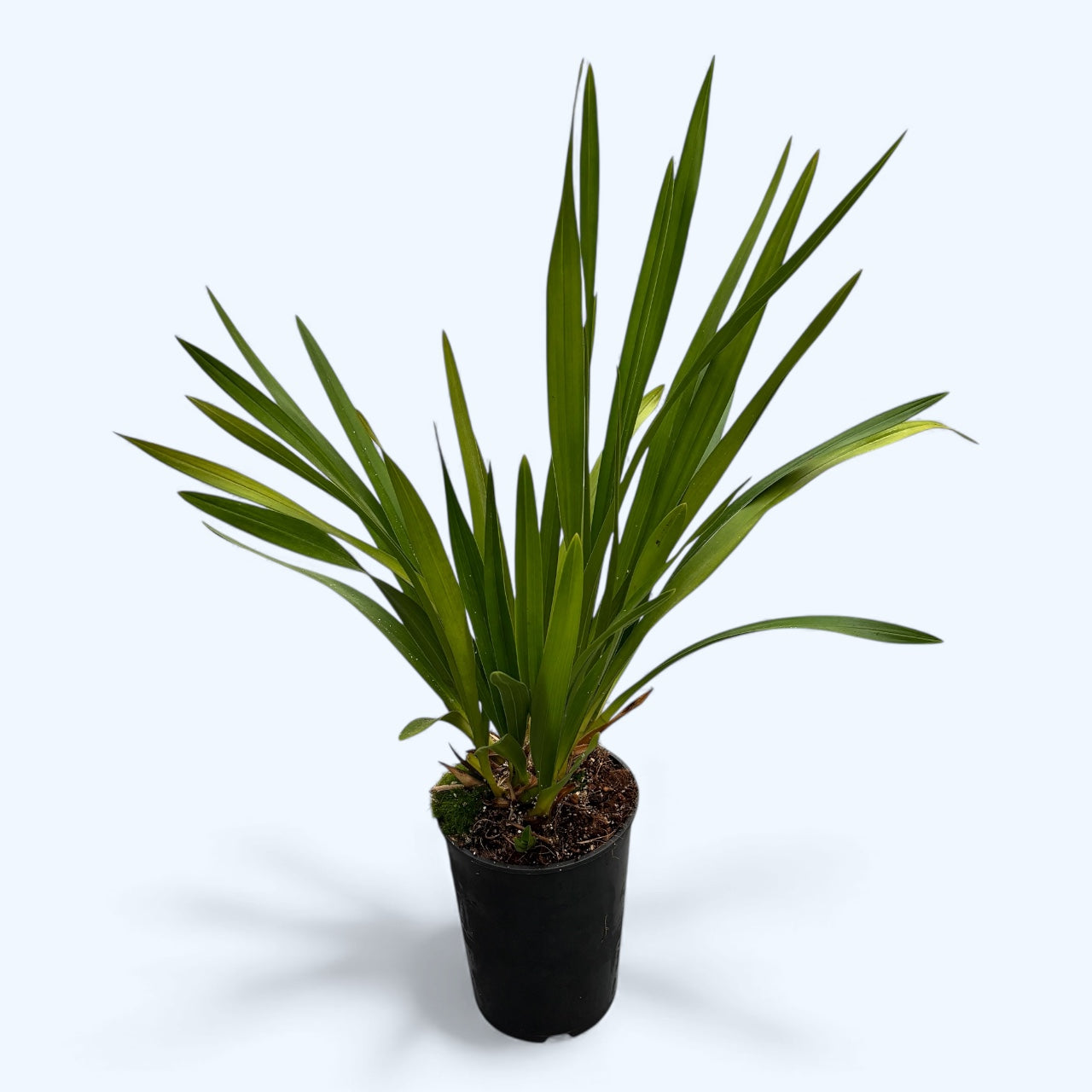 Cymbidium Argiro (curgator)