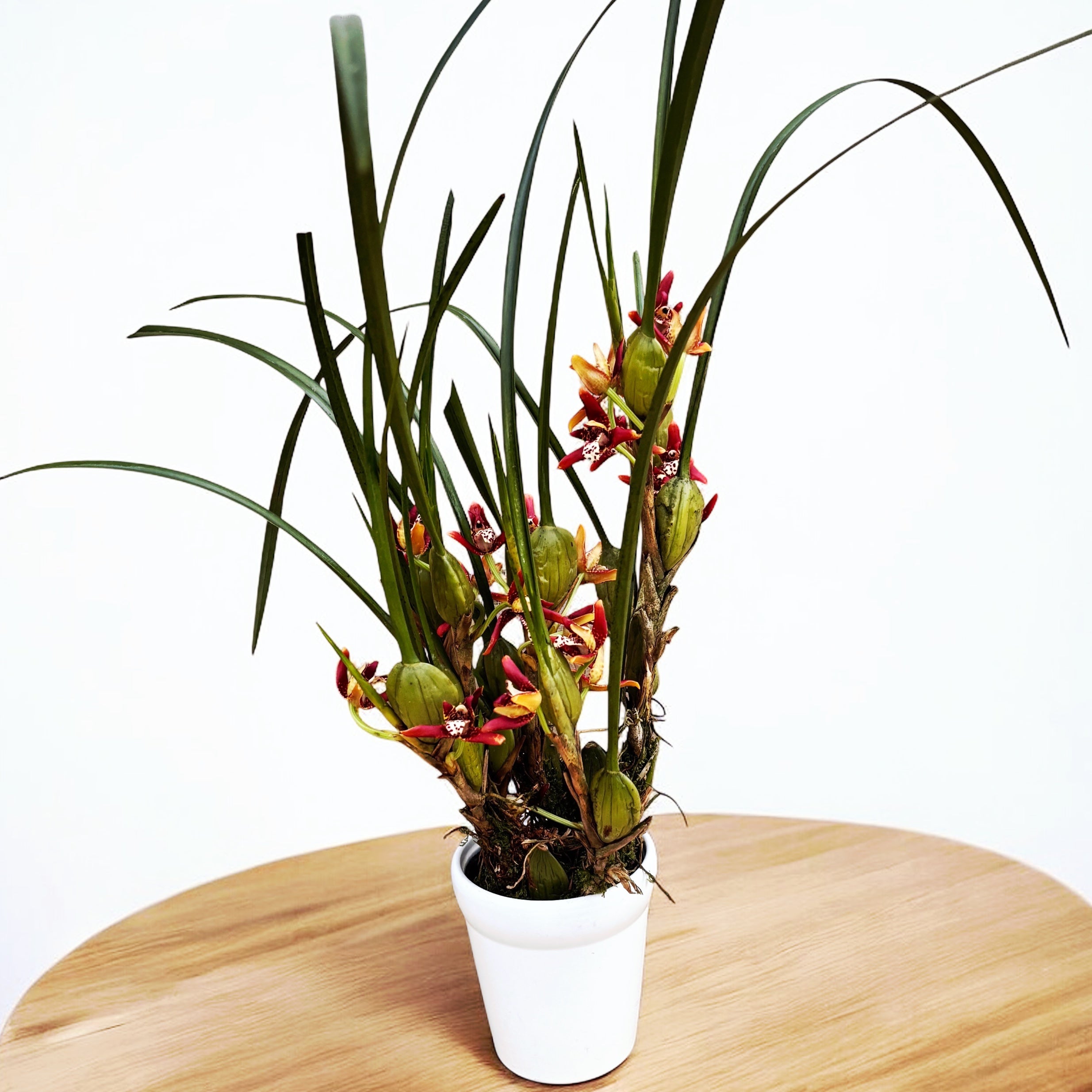 Maxillaria tenuifolia (Coconut Orchid) - varietate foarte parfumata