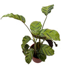 Calathea ‘Misto’