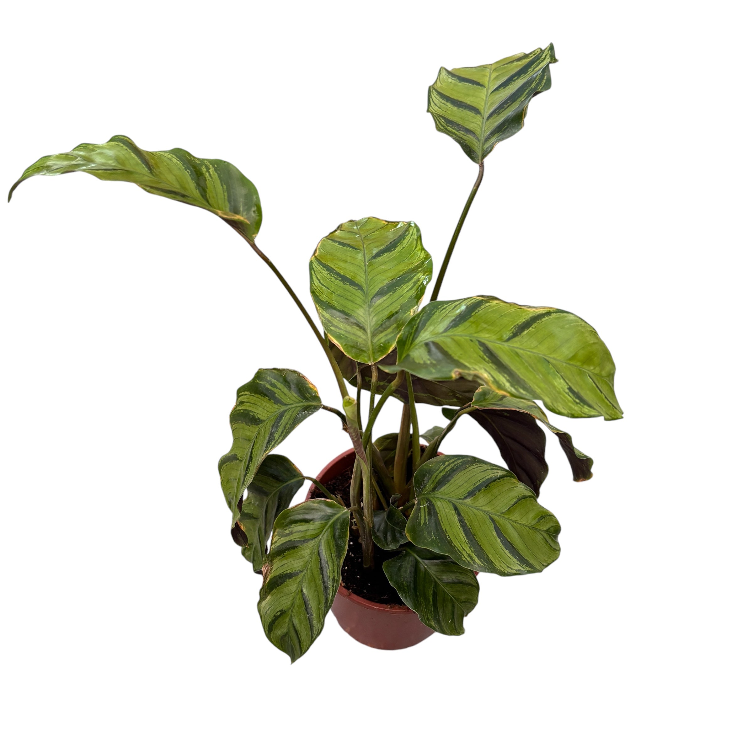 Calathea ‘Misto’