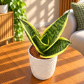 Sansevieria Superba Hahnii