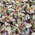 Kalanchoe tomentosa 'Arany Lány'