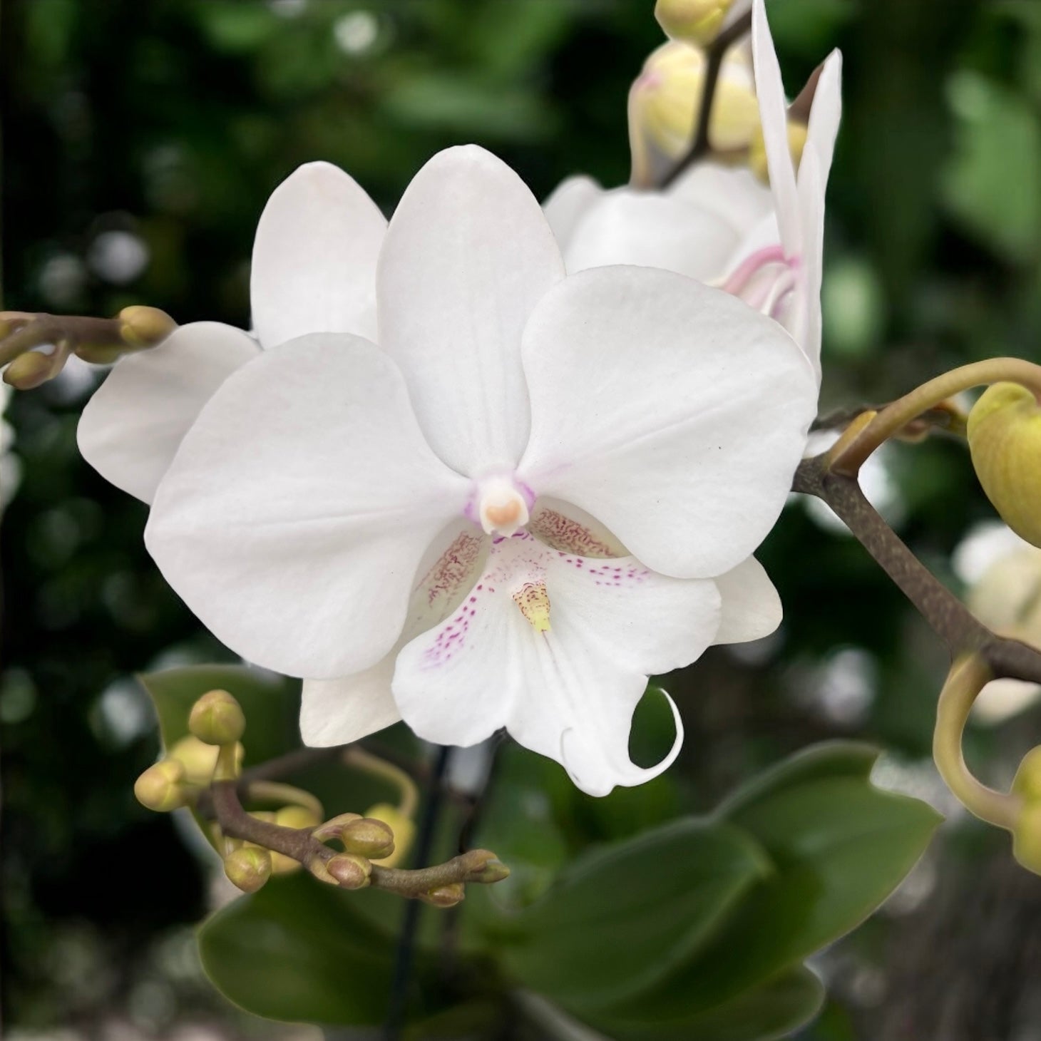 Phalaenopsis Manta Similan big lip