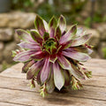 Sempervivum Chick Charms® ‘Cranberry Cocktail’ - urechelnita de gradina cu rozete mari