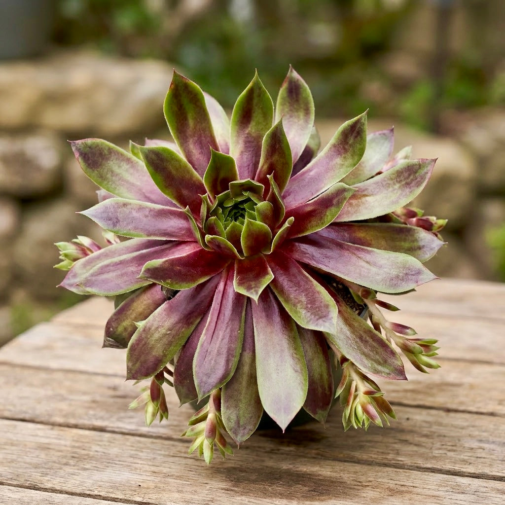 Sempervivum Chick Charms® ‘Cranberry Cocktail’ - urechelnita de gradina cu rozete mari