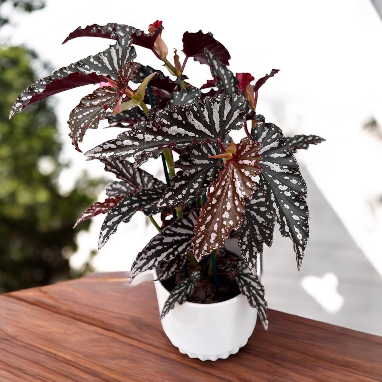Begonia maculata ‘Ruby Compact’ - frunzis cu pete argintii si reflexe rubinii spectaculoase