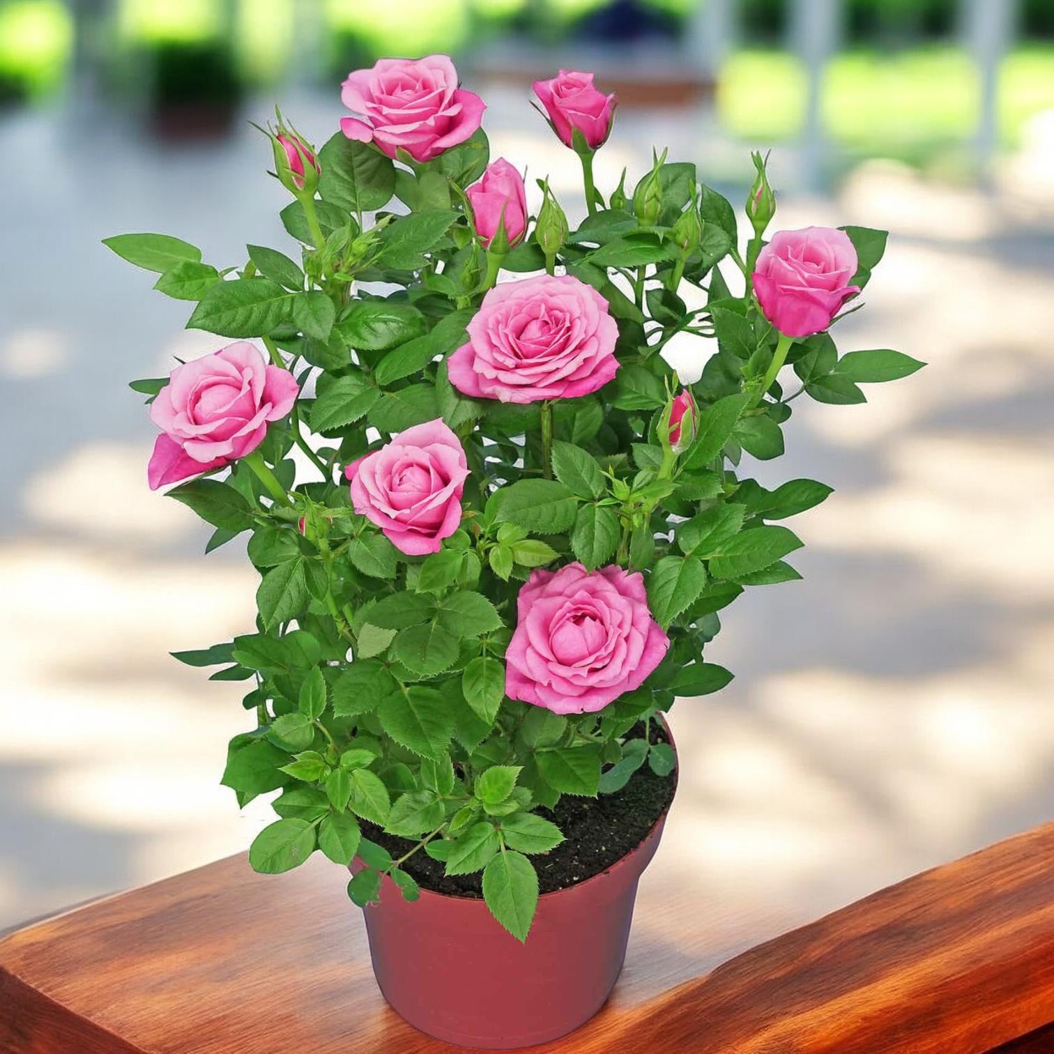 Rosa Pink  - trandafiri pitici roz