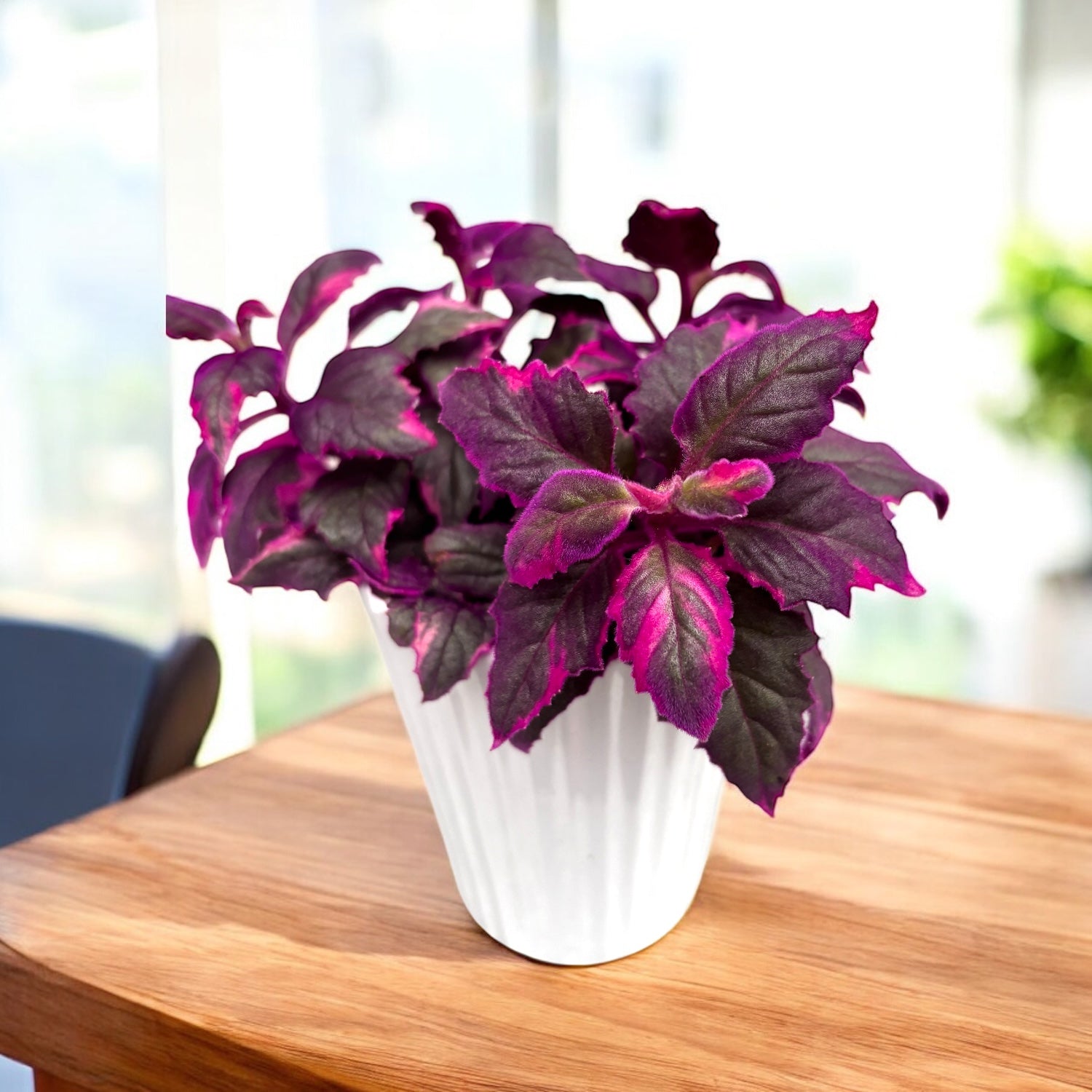 Gynura aurantiaca 'Variegata' D7 (2-3 plante/ghiveci)