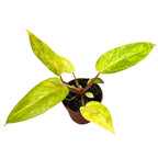 Philodendron 'Painted Lady' D12