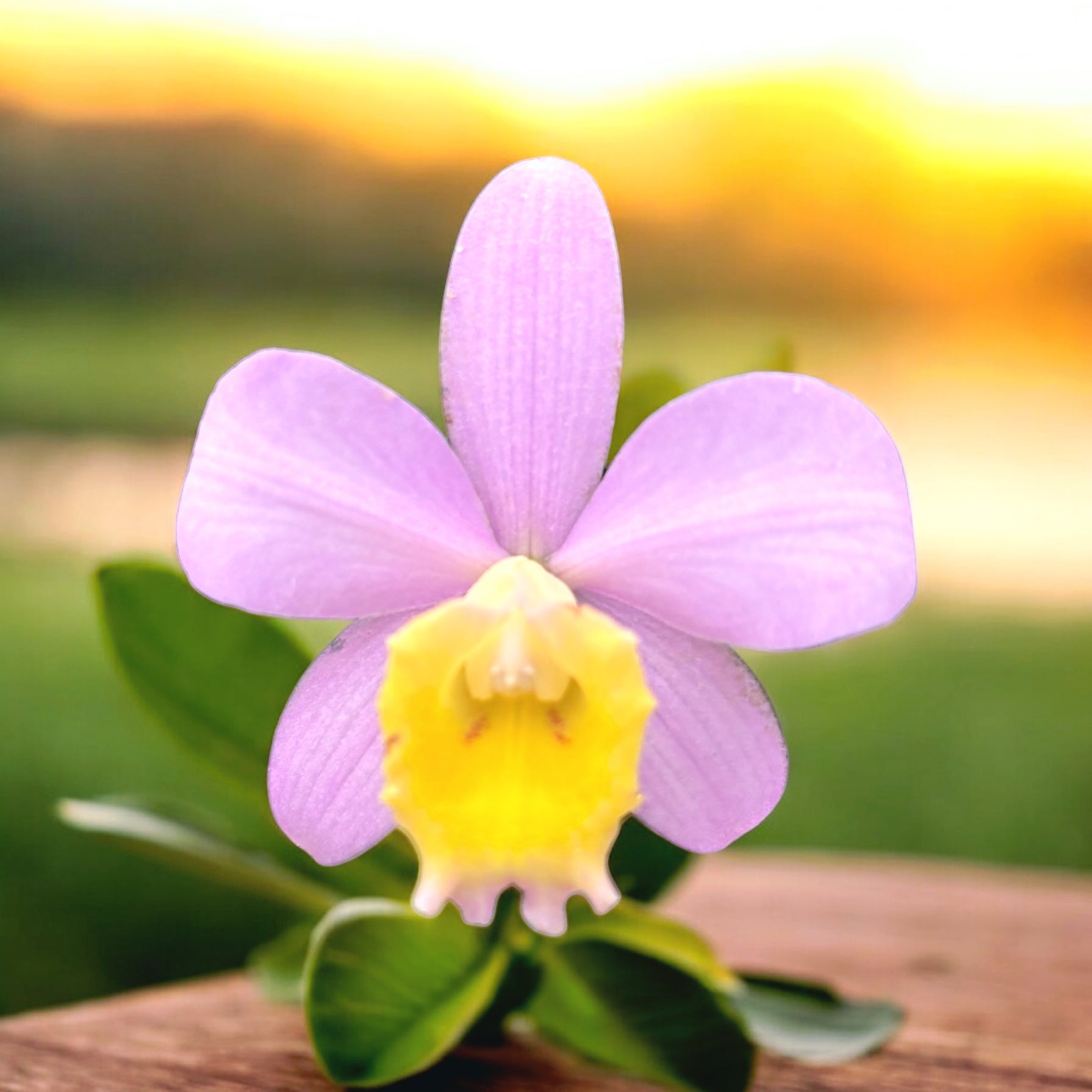 Cattleya Crystelle Smith 'N.R' HCC/AOS parfumata