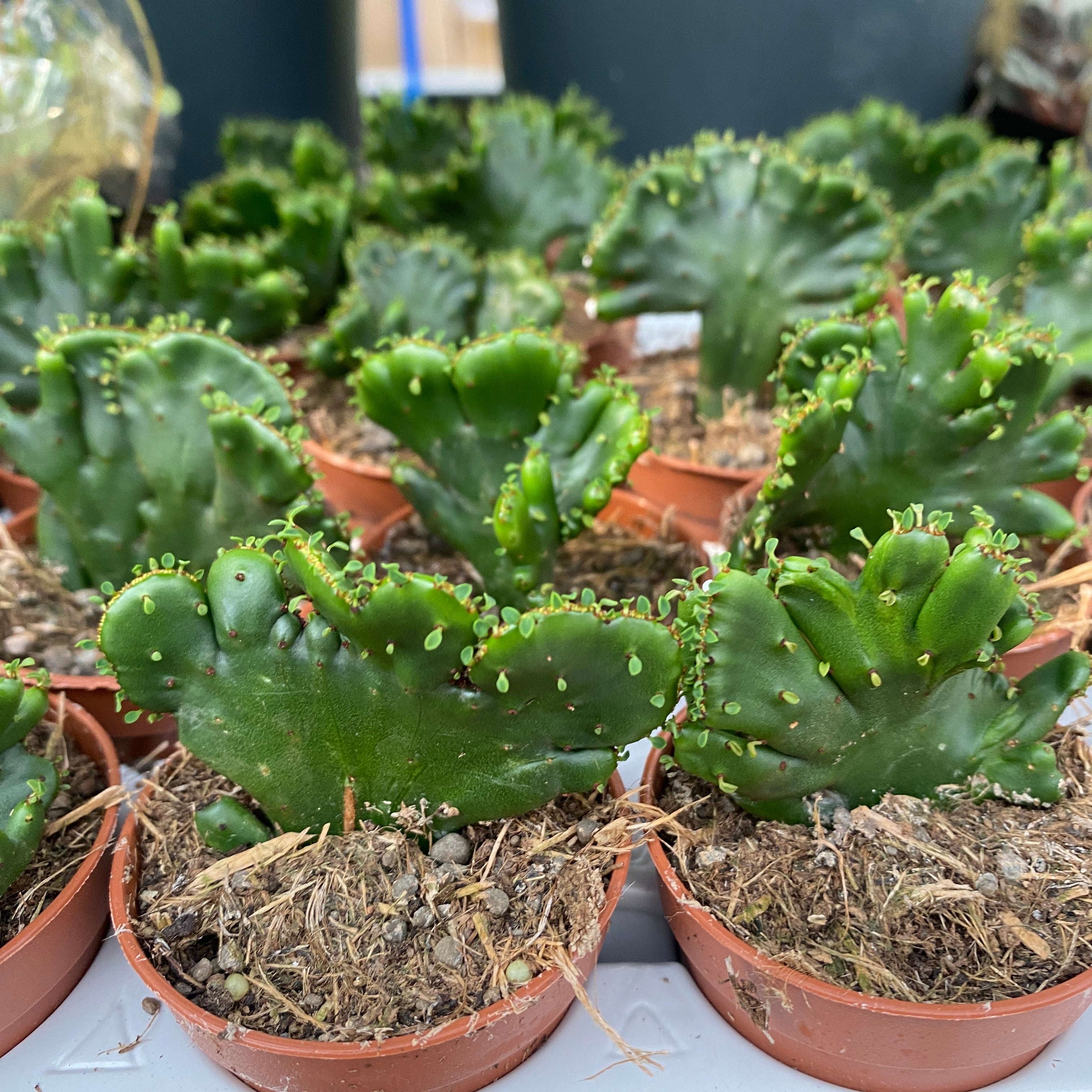 Euphorbia Leucodendron Cristata