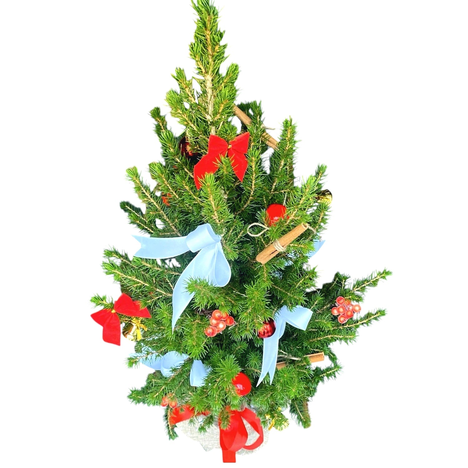 Bradut natural in ghiveci impodobit ‘Frosty’