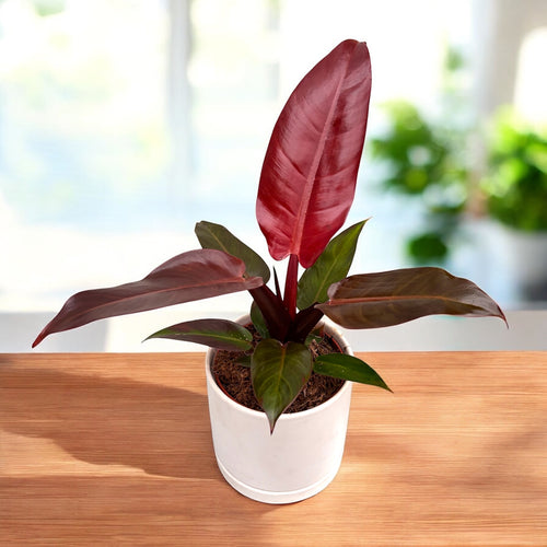 Philodendron Red Sun – Secret Garden Plant Shop