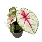 Caladium 'Star'