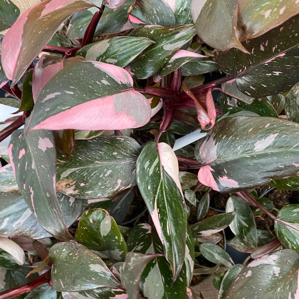 Philodendron 'Pink Princess Marble' D9