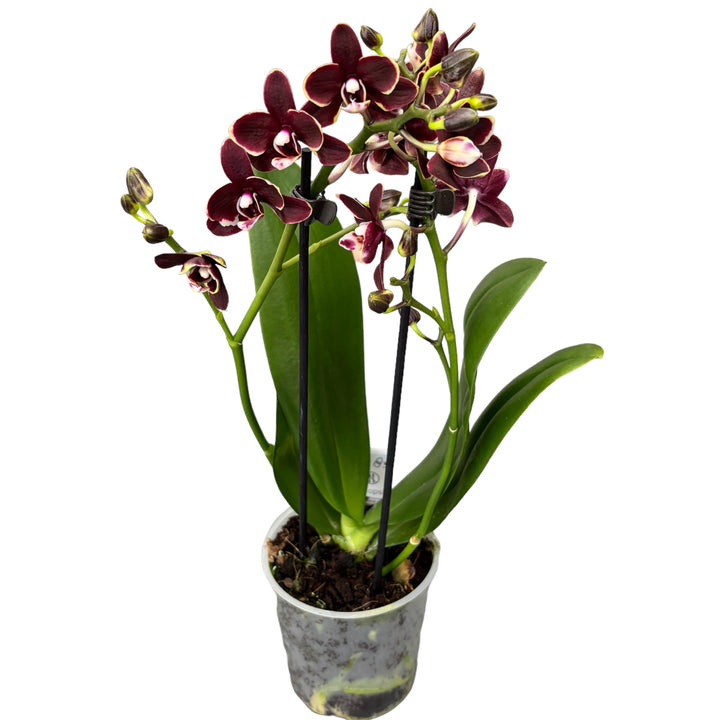 Phalaenopsis Sogo Banana Chocolate