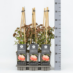 Rosa ‘Libretto’® - Trandafir floribunda, catarator, flori mari