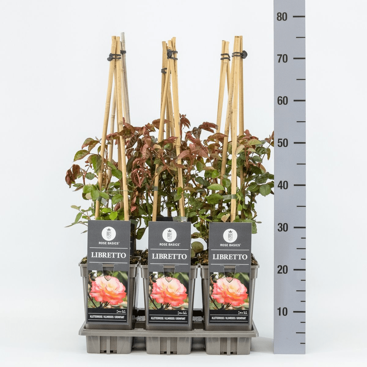 Rosa ‘Libretto’® - Trandafir floribunda, catarator, flori mari