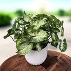 Syngonium ‘Pixie’ – miniatura tropicala cu frunzis decorativ