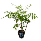 Glicina cu inflorire timpurie - Wisteria frutescens 'Amethyst Falls'