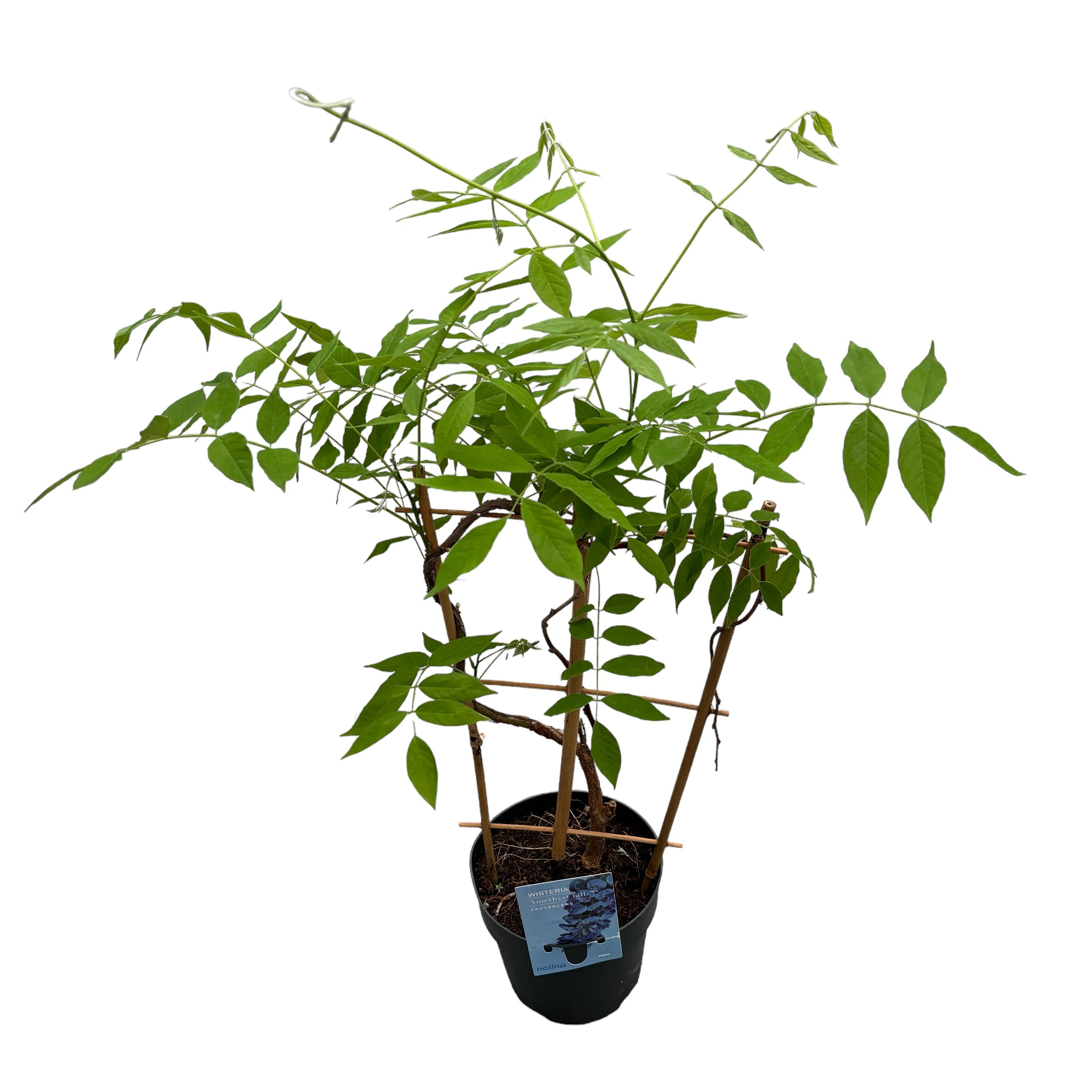 Glicina cu inflorire timpurie - Wisteria frutescens 'Amethyst Falls'