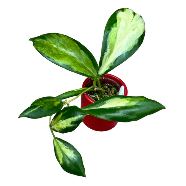 Hoya incrassata 'Variegata' (inner variegation)