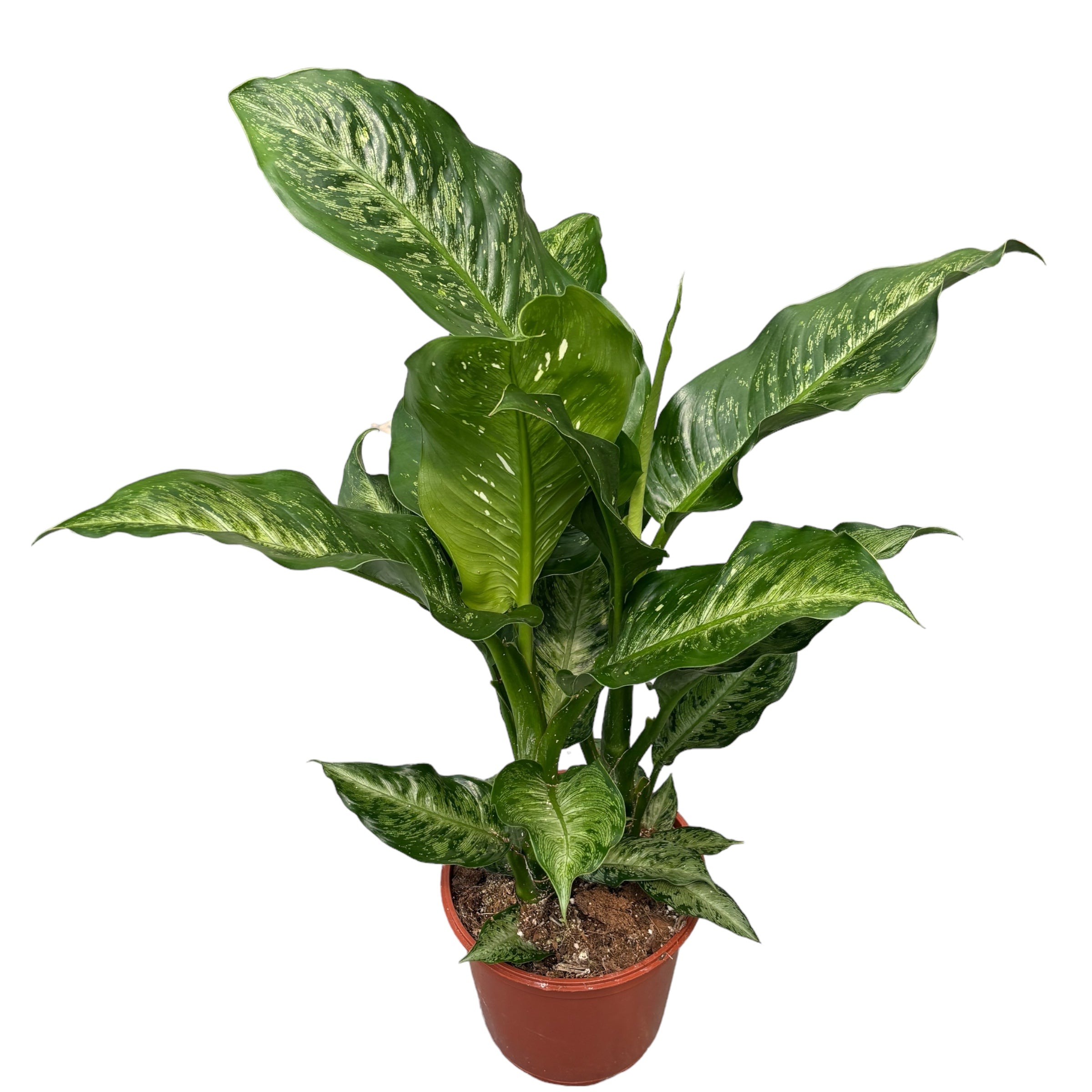 Dieffenbachia 'Memoria Corsii' - 2 plante/ghiveci