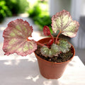 Begonia Pink Panther