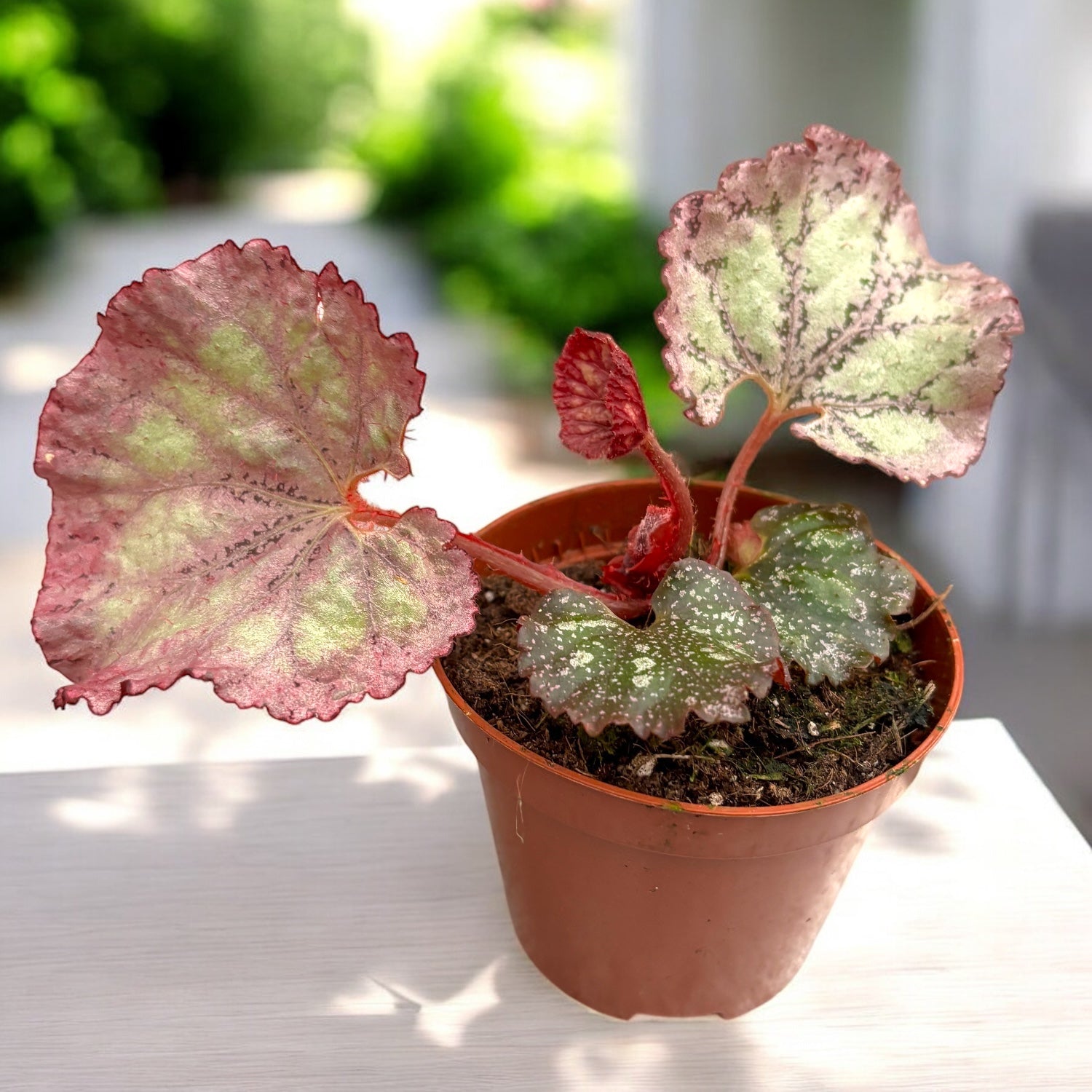 Begonia Pink Panther