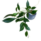 Hoya obscura - exemplare dezvoltate