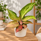 Aglaonema 'Guave Pink'