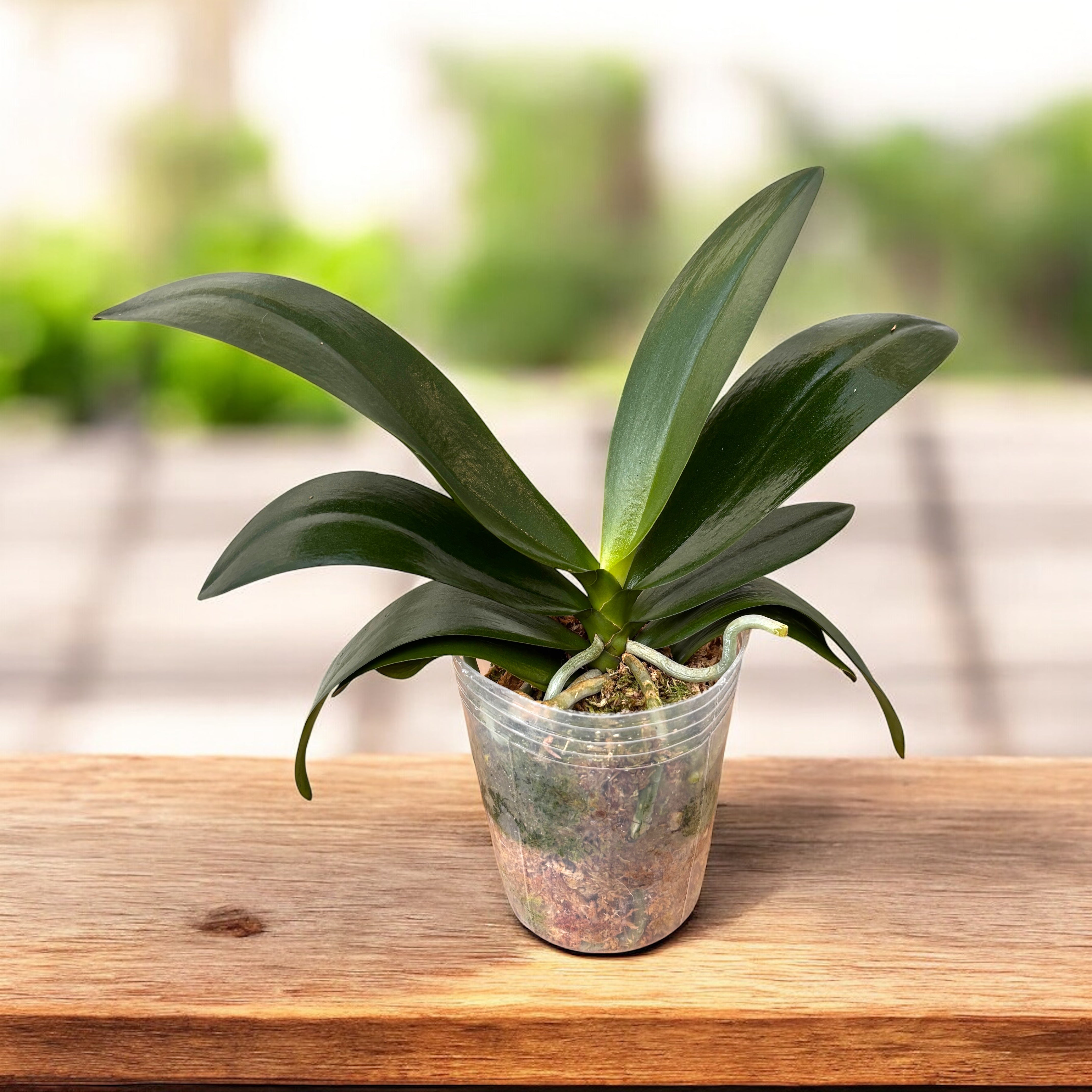 Phalaenopsis Little Emperor '560' (pelorisch - vlinder