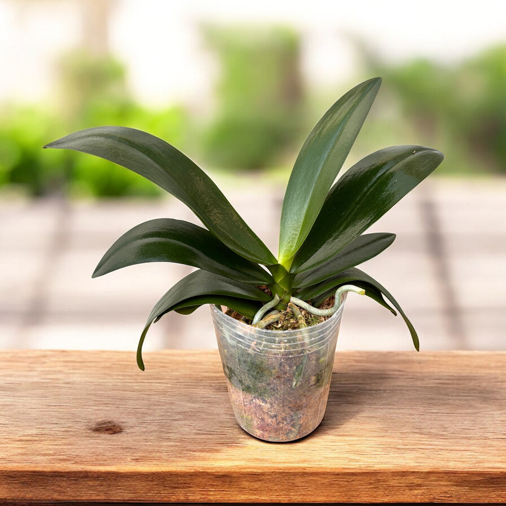 Phalaenopsis Little Emperor '560' (πελωρικός - πεταλούδα) - αρωματικό