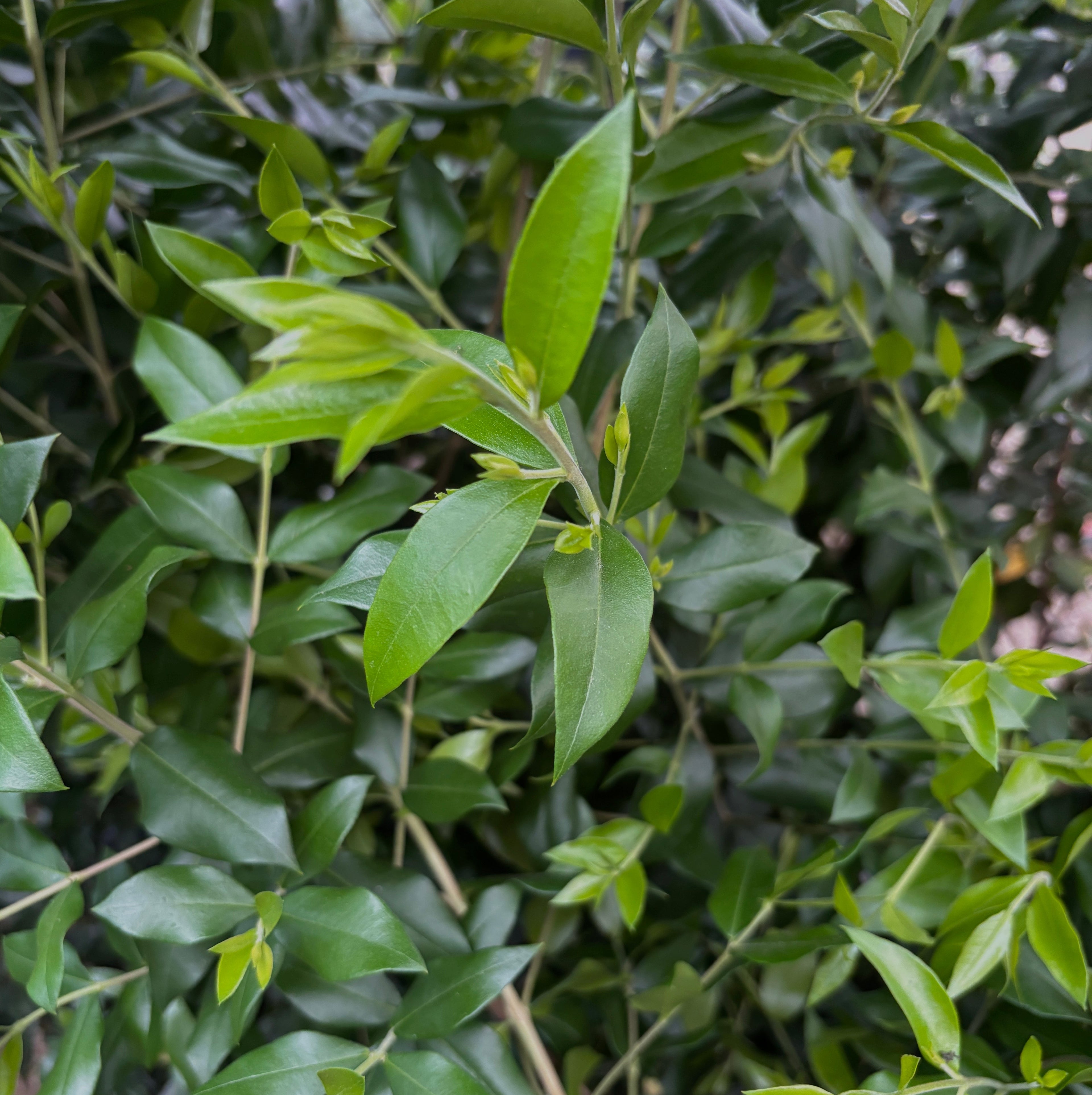 Mirt la ghiveci (Myrtus communis) XL - planta aromatica