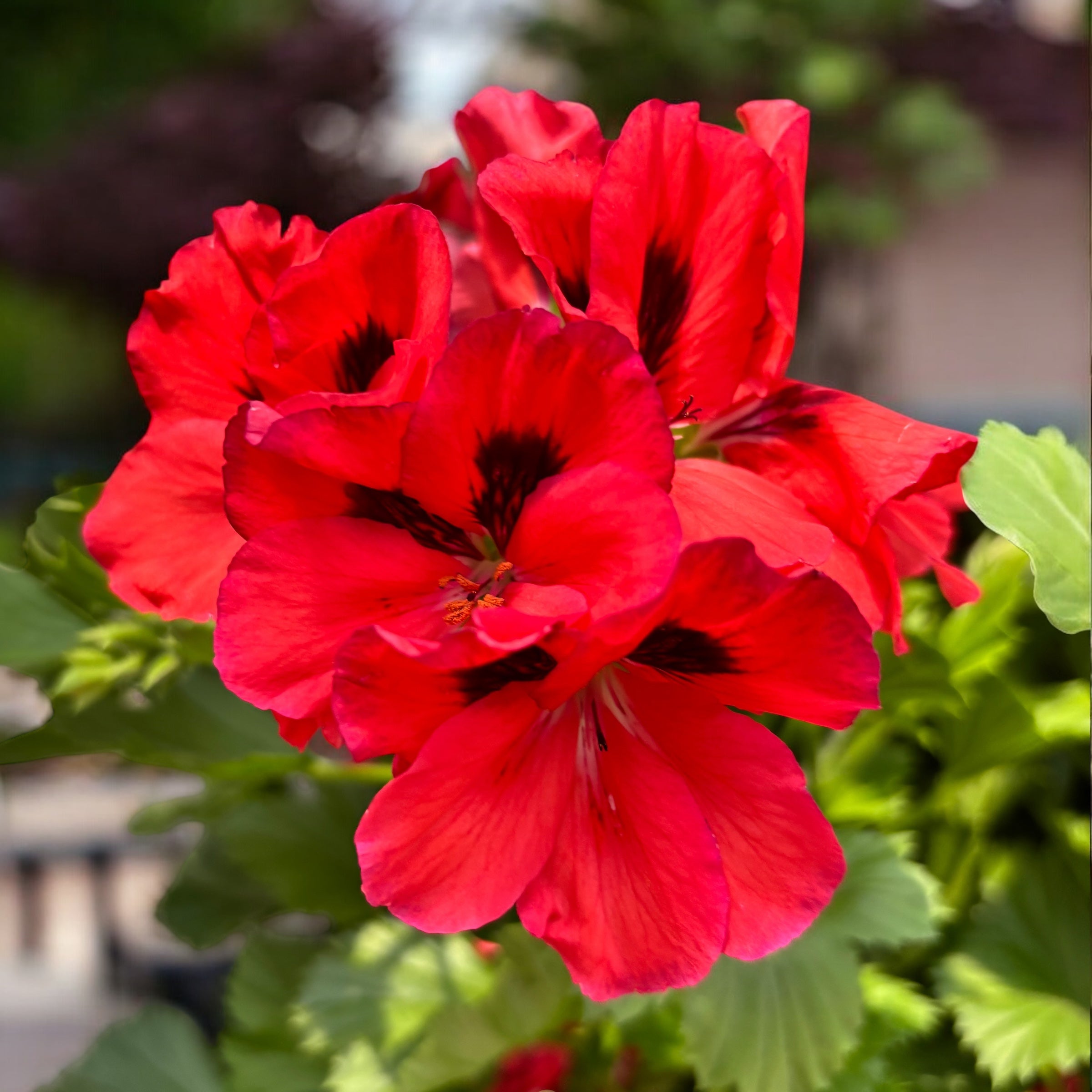 Pelargonium Grandiflorum 'Elegance Anna’ (muscate englezesti)