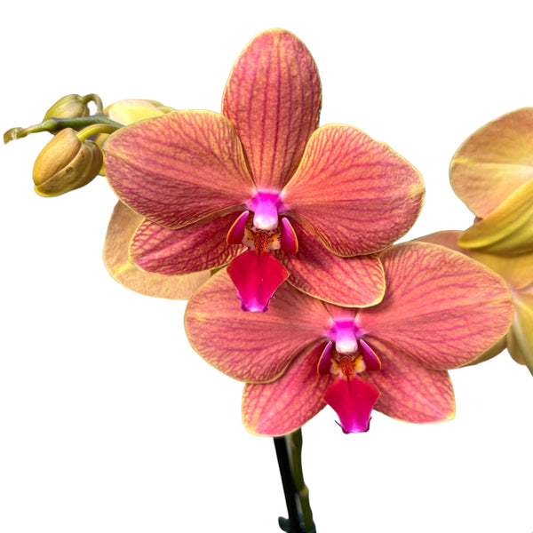 Phalaenopsis-Apfelkuchen