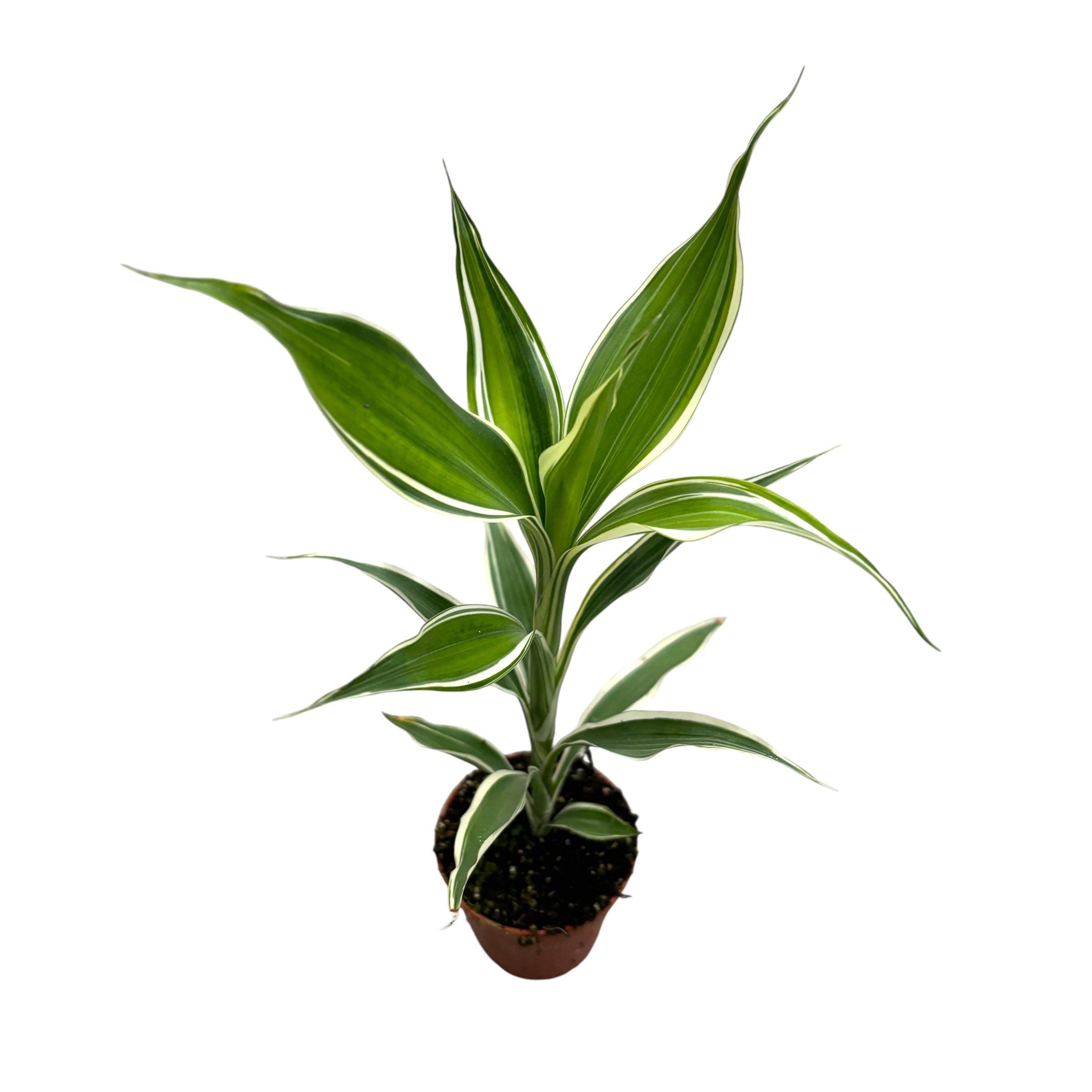 dracaena sanderiana victory Dracaena sanderiana Victory (roślinka młoda) – Secret Garden Plant Shop